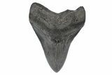 Fossil Megalodon Tooth - South Carolina #187759-2